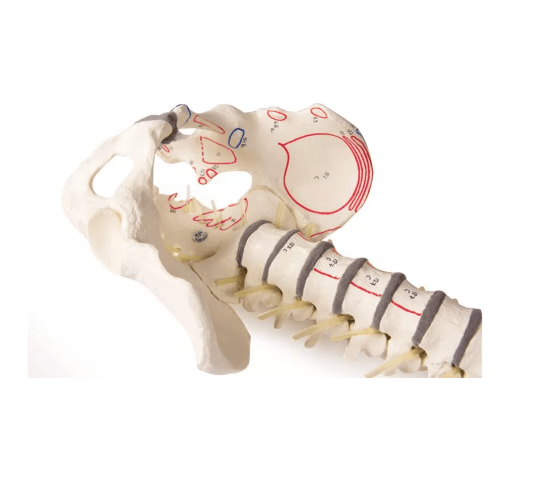 Wirbelsäule mit Becken und Muskelmarkierungen - Erler - Zimmer